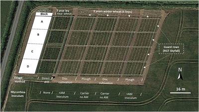 Experimental evaluation of biological regeneration of arable soil: The effects of grass-clover leys and arbuscular mycorrhizal inoculants on wheat growth, yield, and shoot pathology